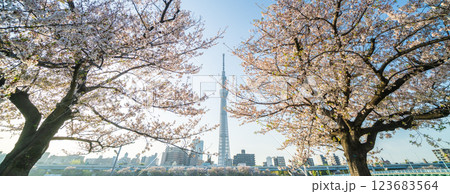 「東京都」隅田公園　春の風景 123683564