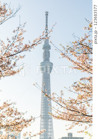 「東京都」隅田公園 春の風景 「東京都」隅田公園 春の風景 123683577