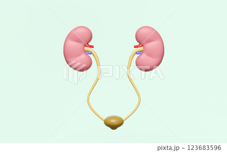 kidneys with bladder isolated on green background. 3d illustration render 123683596