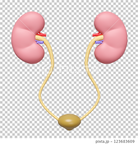 kidneys with bladder isolated. 3d illustration render 123683609