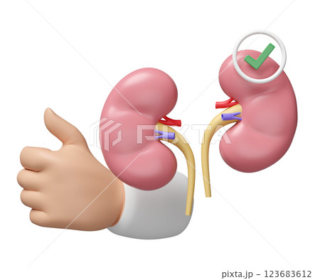 3d human kidney with doctor hand raising thumb, check mark isolated. health check, medicare, world kidney day concept, 3d illustration render 3d human kidney with doctor hand raising thumb, check mark isolated. health check, medicare, world kidney day concept, 3d illustration render 123683612