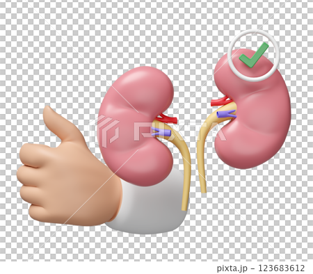3d human kidney with doctor hand raising thumb, check mark isolated. health check, medicare, world kidney day concept, 3d illustration render 3d human kidney with doctor hand raising thumb, check mark isolated. health check, medicare, world kidney day concept, 3d illustration render 123683612