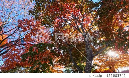 紅葉したモミジと太陽1 紅葉したモミジと太陽1 123683743
