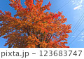青空と紅葉した木 123683747