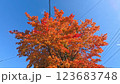 青空と紅葉した木 123683748