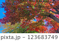 色とりどりの紅葉の木を見上げる 123683749