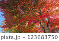 色とりどりの紅葉の木 123683750