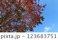 紅葉した木と青空 123683751