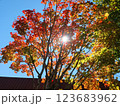 紅葉したモミジと太陽1 123683962