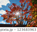 紅葉したモミジと太陽2 123683963