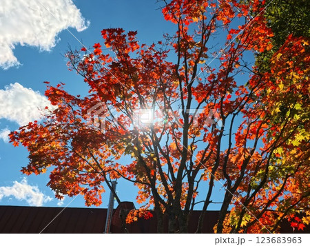 紅葉したモミジと太陽2 123683963