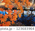 紅葉したモミジと池 123683964