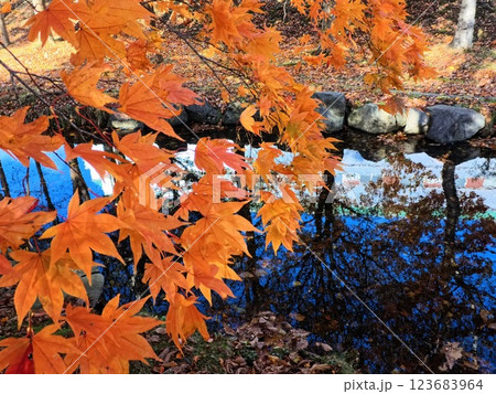 紅葉したモミジと池 紅葉したモミジと池 123683964