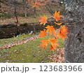 紅葉したモミジと池 123683966