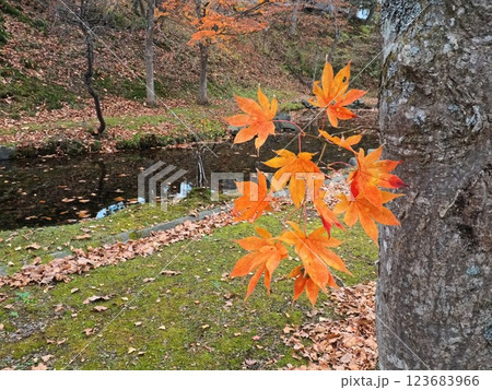 紅葉したモミジと池 123683966