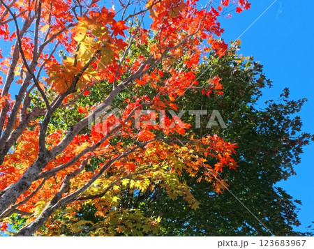 陽射しを浴びる紅葉 123683967