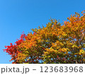 青空に映える紅葉 123683968