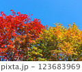 青空に映える紅葉のグラデーション 123683969