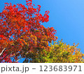 青空に映える紅葉のグラデーション 123683971
