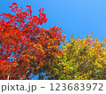 青空に映える紅葉のグラデーション 123683972