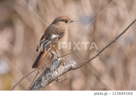 冬鳥 ジョウビタキ メス 冬鳥 ジョウビタキ メス 123684168