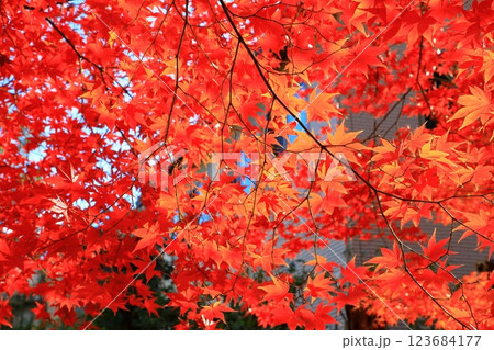 鹿王院 紅葉風景 鹿王院 紅葉風景 123684177