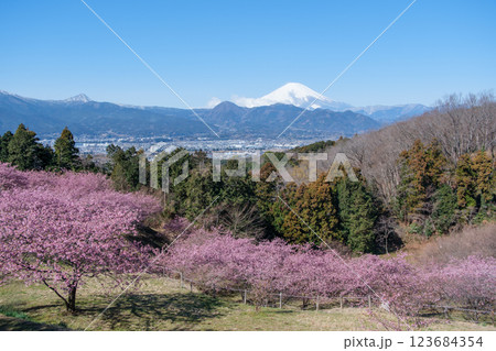 早咲き桜満開の おおいゆめの里 123684354