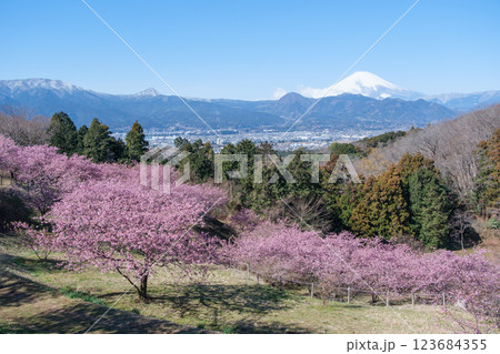 早咲き桜満開の おおいゆめの里 早咲き桜満開の おおいゆめの里 123684355
