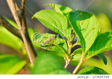 大型で黄色い地に黒の模様が派手なオオマキバガガンボ 123684389