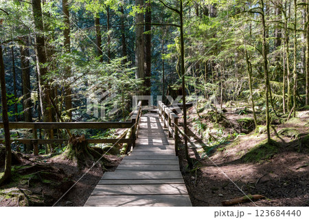 Beautiful wooden path in the rainforest. Lynn Canyon Park, North Vancouver, British Columbia, Canada. 123684440