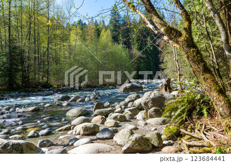 Lynn Creek in Lynn Canyon Park. North Vancouver, British Columbia, Canada. 123684441