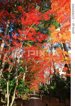 鹿王院 紅葉風景 鹿王院 紅葉風景 123684493