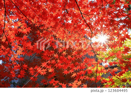 鹿王院 紅葉風景 鹿王院 紅葉風景 123684495