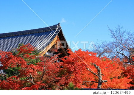 鹿王院 紅葉風景 鹿王院 紅葉風景 123684499
