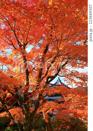 鹿王院 紅葉風景 鹿王院 紅葉風景 123684507