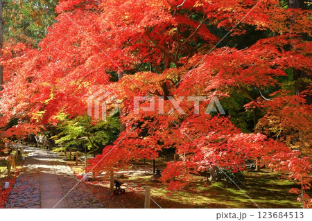 鹿王院 紅葉風景 鹿王院 紅葉風景 123684513