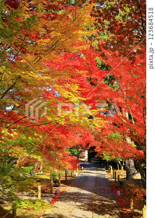 鹿王院　紅葉風景 123684518