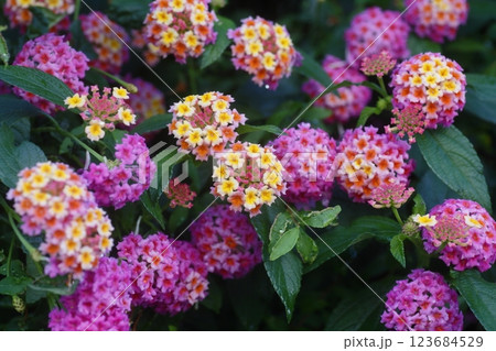 カラフルなランタナの花 123684529