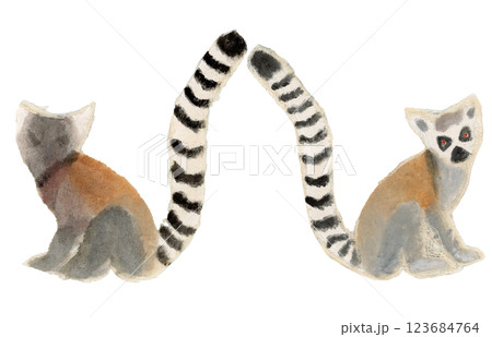 座っているワオキツネザル 座っているワオキツネザル 123684764