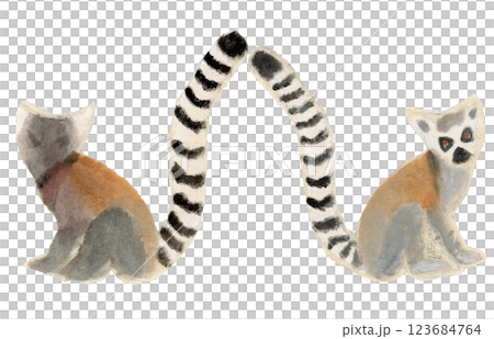 座っているワオキツネザル 座っているワオキツネザル 123684764