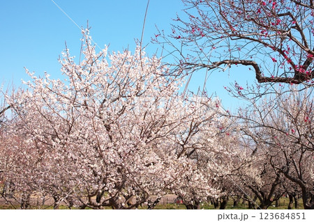 青空と梅林の風景 123684851