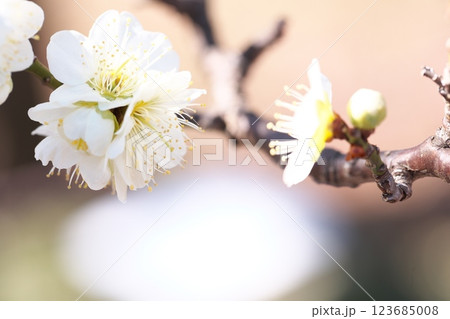 梅園の梅の花のクローズアップ 123685008