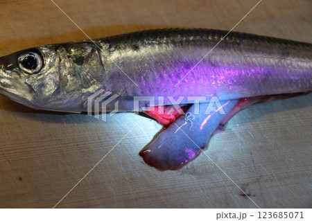 UVライトに照らされたイワシに寄生するアニサキス UVライトに照らされたイワシに寄生するアニサキス 123685071