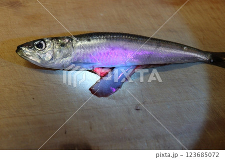 UVライトに照らされたイワシに寄生するアニサキス UVライトに照らされたイワシに寄生するアニサキス 123685072