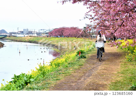 茅ヶ崎小出川遊歩道を自転車で走る人 123685160