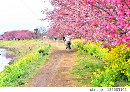 茅ヶ崎小出川遊歩道を自転車で走る人 123685161