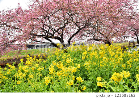 茅ヶ崎小出川土手に咲く河津桜と菜の花 123685162