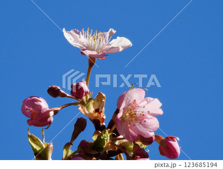 河津桜が咲きました！ 123685194
