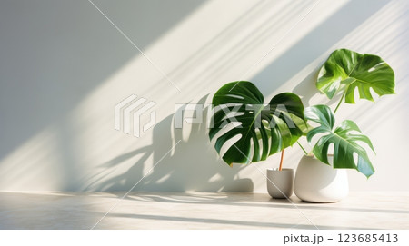 sunlight streaming through window onto monstera plants in pots sunlight streaming through window onto monstera plants in pots 123685413