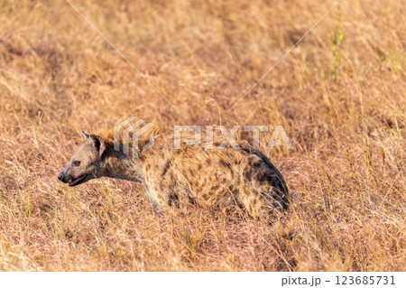 Hyena in the Serengeti 123685731